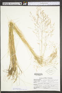 Deschampsia flexuosa var. flexuosa image