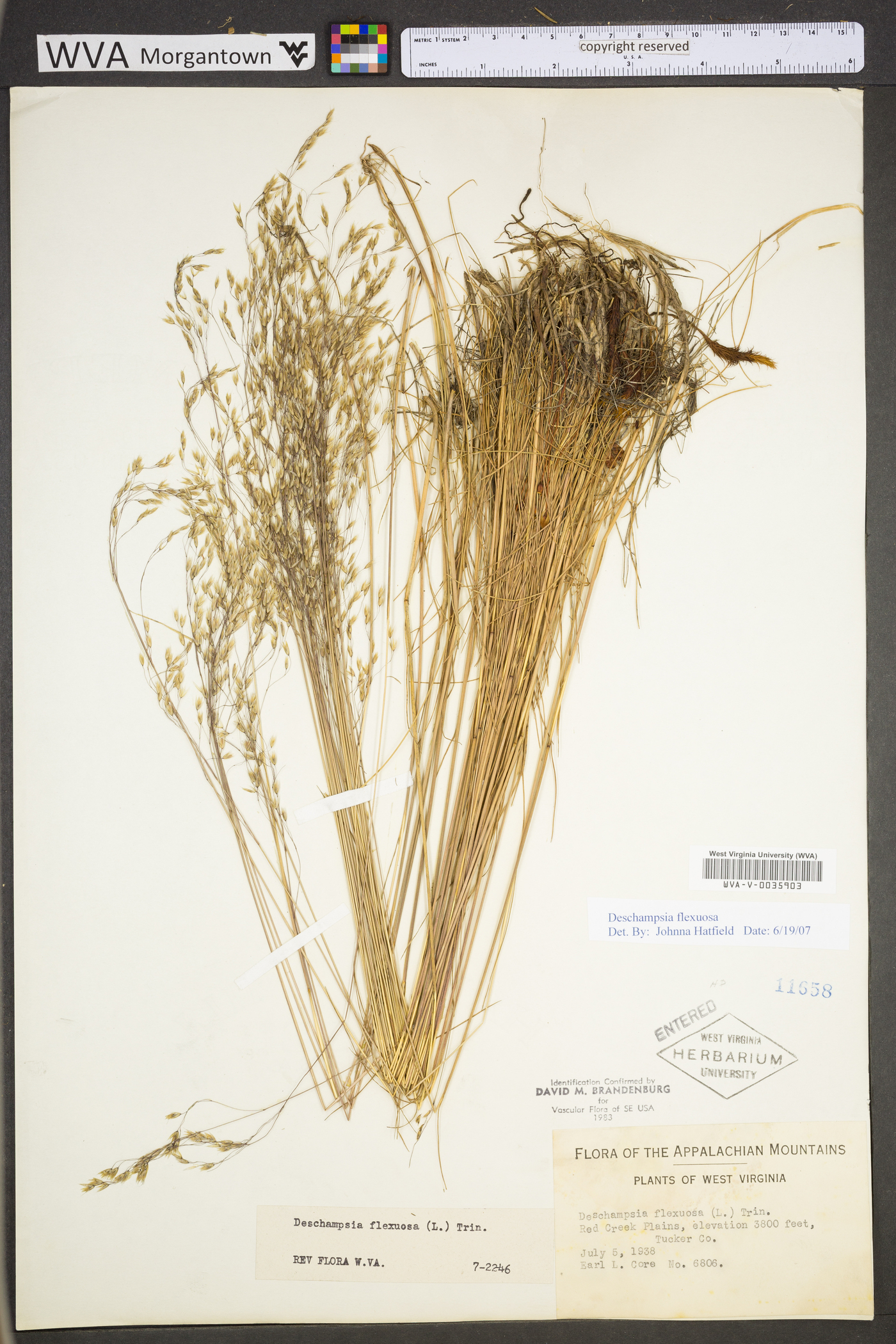 Deschampsia flexuosa var. flexuosa image