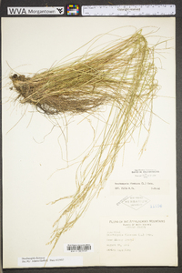 Deschampsia flexuosa var. flexuosa image