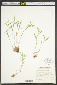 Dichanthelium acuminatum subsp. columbianum image