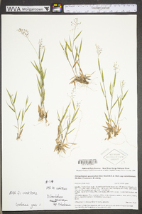 Dichanthelium acuminatum subsp. columbianum image