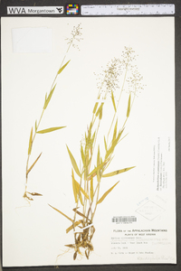 Dichanthelium polyanthes image