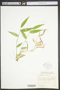 Dichanthelium commutatum subsp. commutatum image