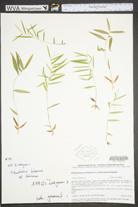 Dichanthelium dichotomum subsp. dichotomum image