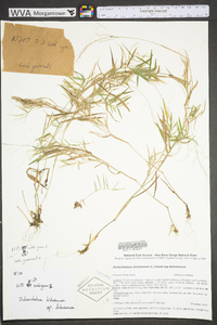 Dichanthelium dichotomum subsp. dichotomum image