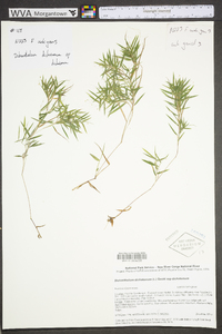 Dichanthelium dichotomum subsp. dichotomum image