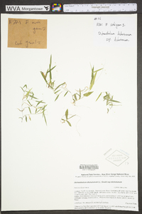 Dichanthelium dichotomum subsp. dichotomum image