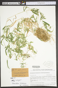 Dichanthelium dichotomum subsp. dichotomum image