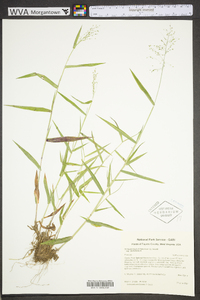 Dichanthelium dichotomum subsp. dichotomum image