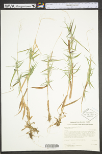 Dichanthelium dichotomum subsp. dichotomum image