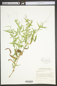 Dichanthelium dichotomum subsp. dichotomum image