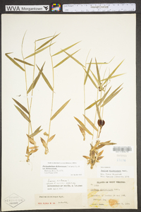 Dichanthelium polyanthes image