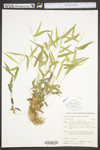 Dichanthelium dichotomum var. dichotomum image