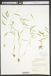 Dichanthelium dichotomum subsp. dichotomum image