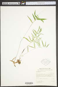 Dichanthelium dichotomum subsp. dichotomum image