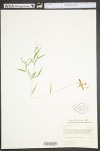 Dichanthelium dichotomum subsp. dichotomum image