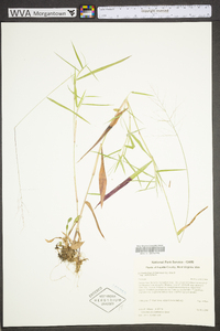 Dichanthelium dichotomum subsp. dichotomum image