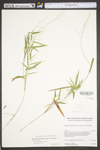 Dichanthelium dichotomum subsp. dichotomum image