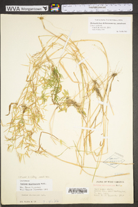 Dichanthelium polyanthes image