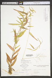 Dichanthelium polyanthes image