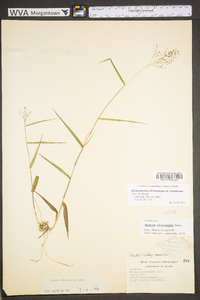 Dichanthelium polyanthes image