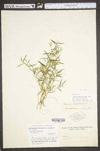 Dichanthelium polyanthes image