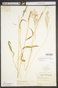 Dichanthelium polyanthes image