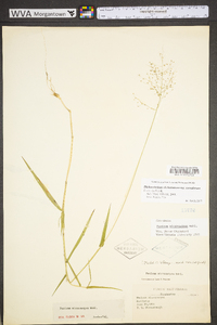 Dichanthelium polyanthes image