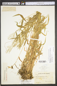 Dichanthelium polyanthes image