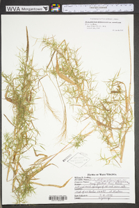 Dichanthelium polyanthes image