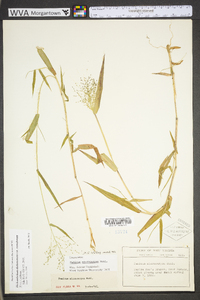 Dichanthelium polyanthes image