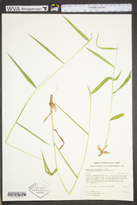Dichanthelium dichotomum subsp. yadkinense image