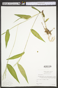 Dichanthelium latifolium image