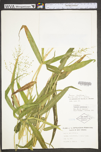 Dichanthelium latifolium image