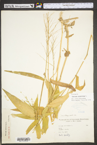 Dichanthelium latifolium image