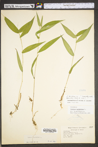 Dichanthelium latifolium image