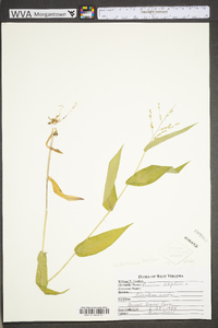 Dichanthelium latifolium image