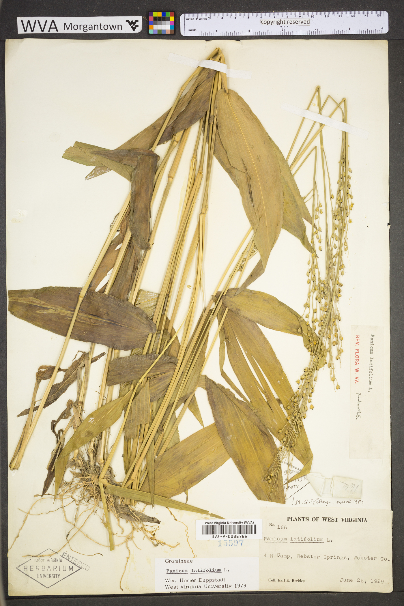 Dichanthelium latifolium image