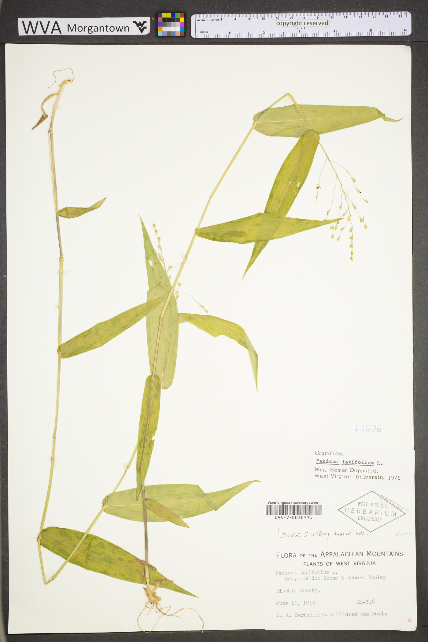 Dichanthelium latifolium image