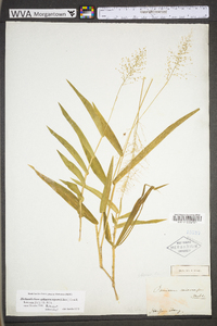 Dichanthelium polyanthes image