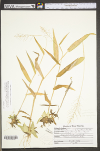 Dichanthelium polyanthes image