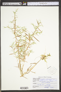 Dichanthelium polyanthes image