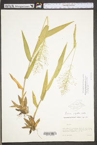 Dichanthelium polyanthes image