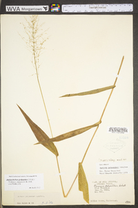 Dichanthelium polyanthes image