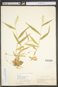 Dichanthelium polyanthes image