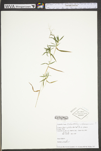 Dichanthelium villosissimum var. villosissimum image