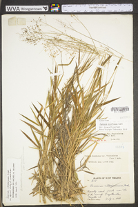 Dichanthelium villosissimum var. villosissimum image