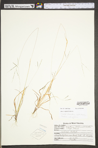 Digitaria filiformis image