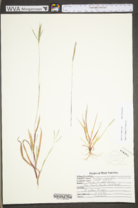 Digitaria ischaemum image