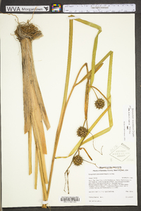Sparganium eurycarpum image